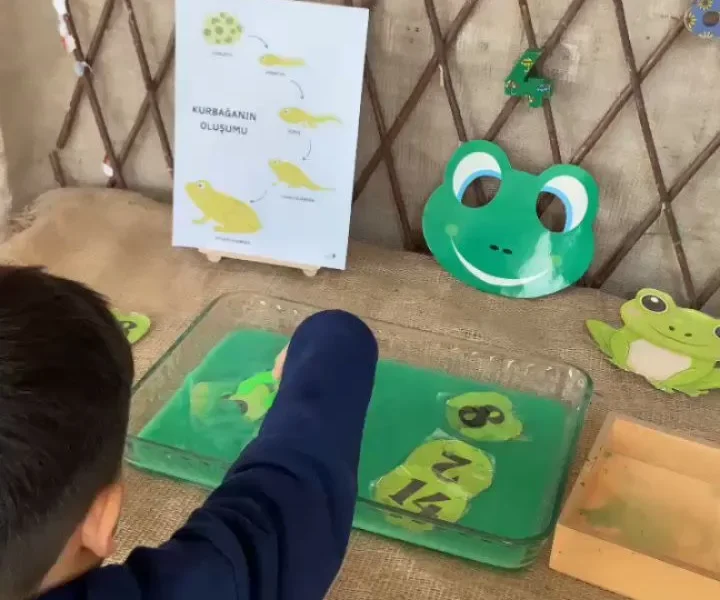 Kurbağa temalı sayı ve matematik etkinliği