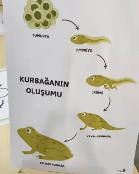 Kurbağanın oluşumunu anlatan doğa ve bilim etkinliği